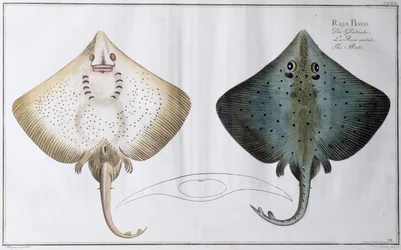 Schlittschuh: veröffentlicht von Black, ca. 1790